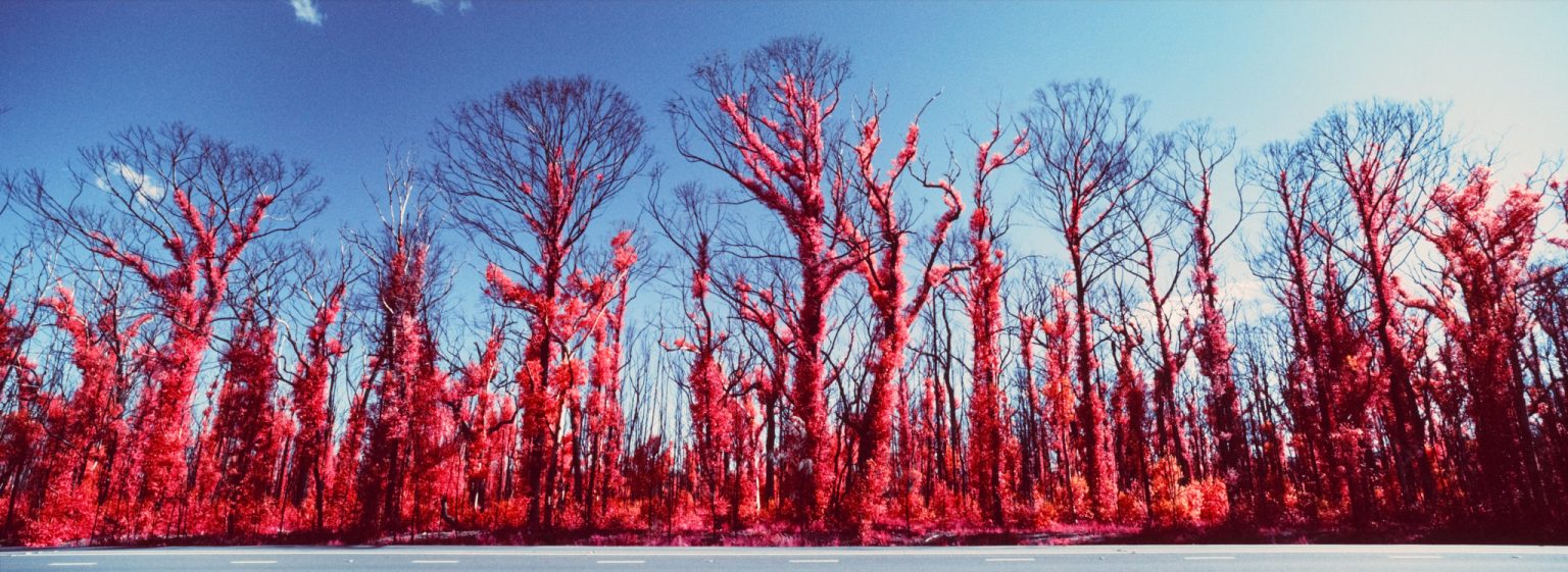 The Bush Like You’ve Never Seen Before | Infrared Colour Film | Rob Walwyn | Phelt Pheatures